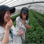strawberry2