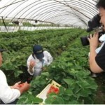 strawberry4