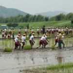 田植え交流