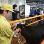 家畜市場で体重測定