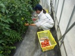 トマト収穫１