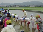 田植え交流