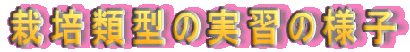 栽培類型の実習の様子