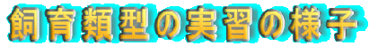 ����ތ^�̎��K�̗l�q