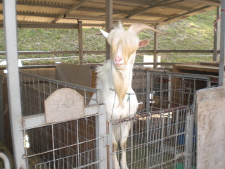 ʂ