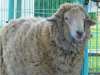 ǂȂ