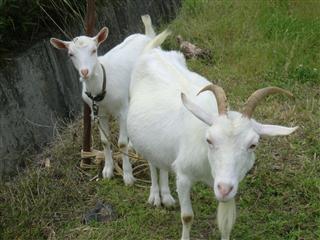 ǂ