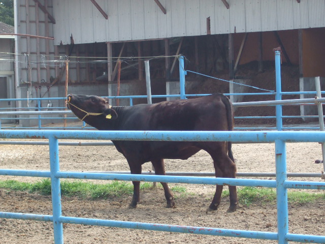 ���̕��i�P