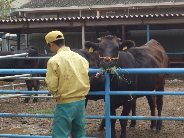 ���̕��i�R