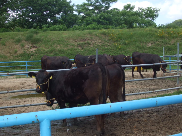 ���̕��i�S