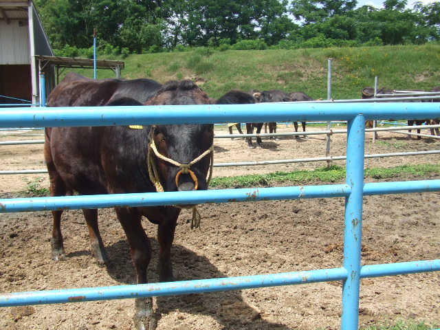 ���̕��i�T