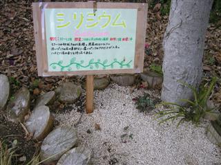 VN̗