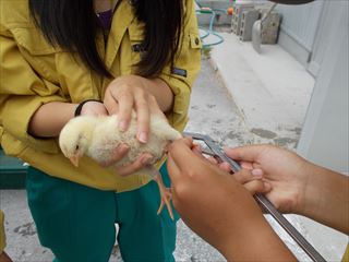 中足骨長の測定