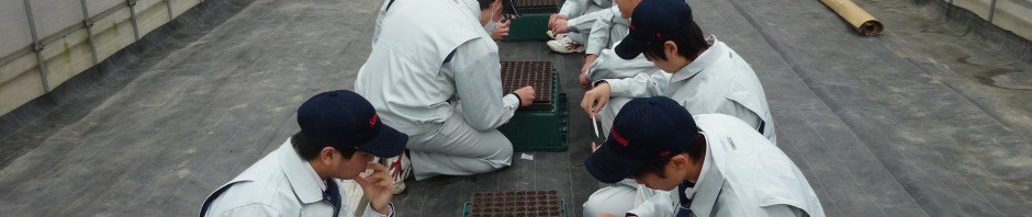 トマト播種１